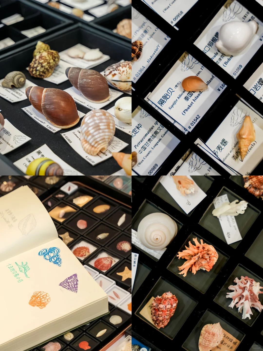 五一免费打卡❗北京国际贝展，贝壳迷狂喜