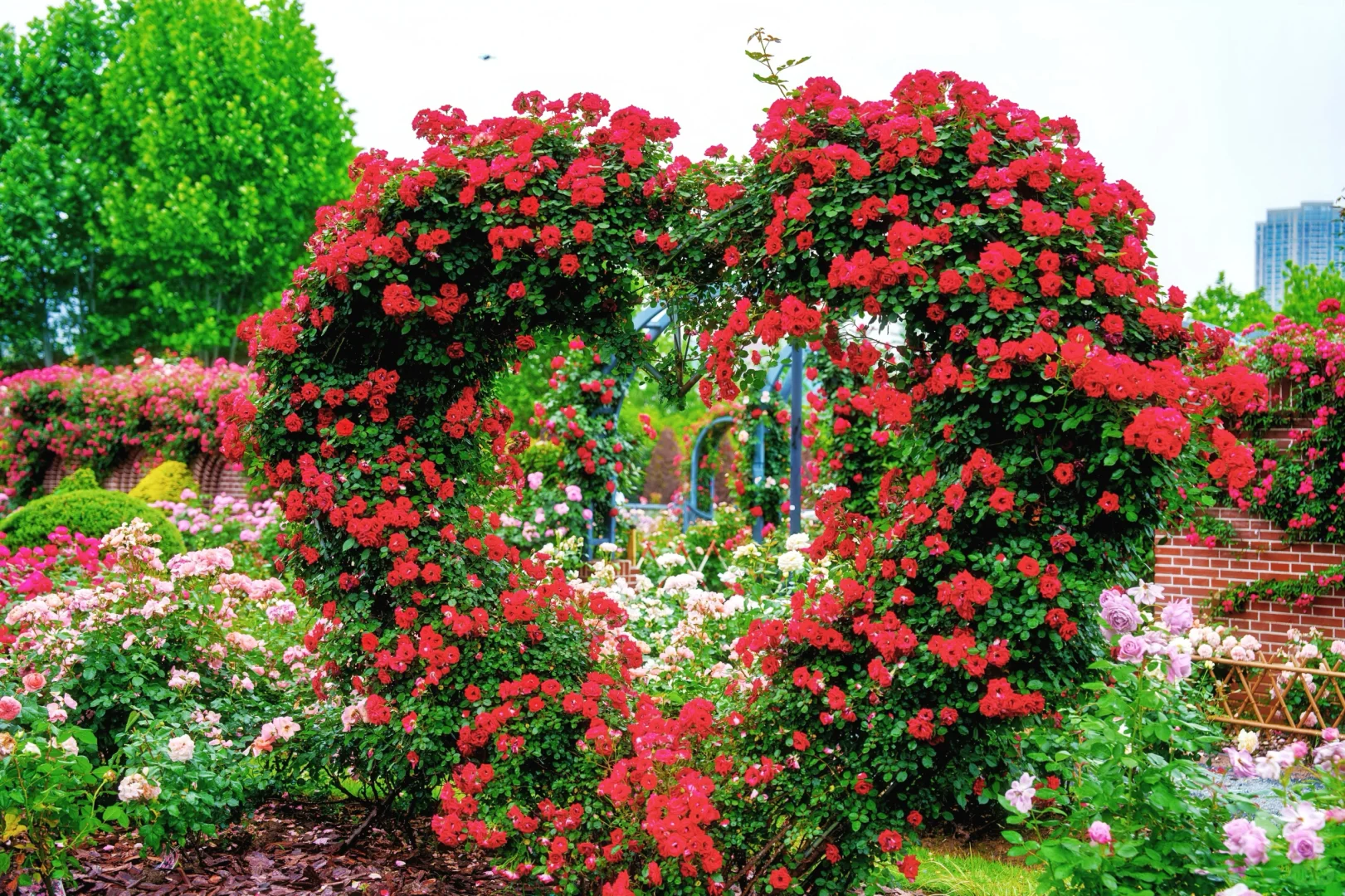 今天六点的沙湖公园