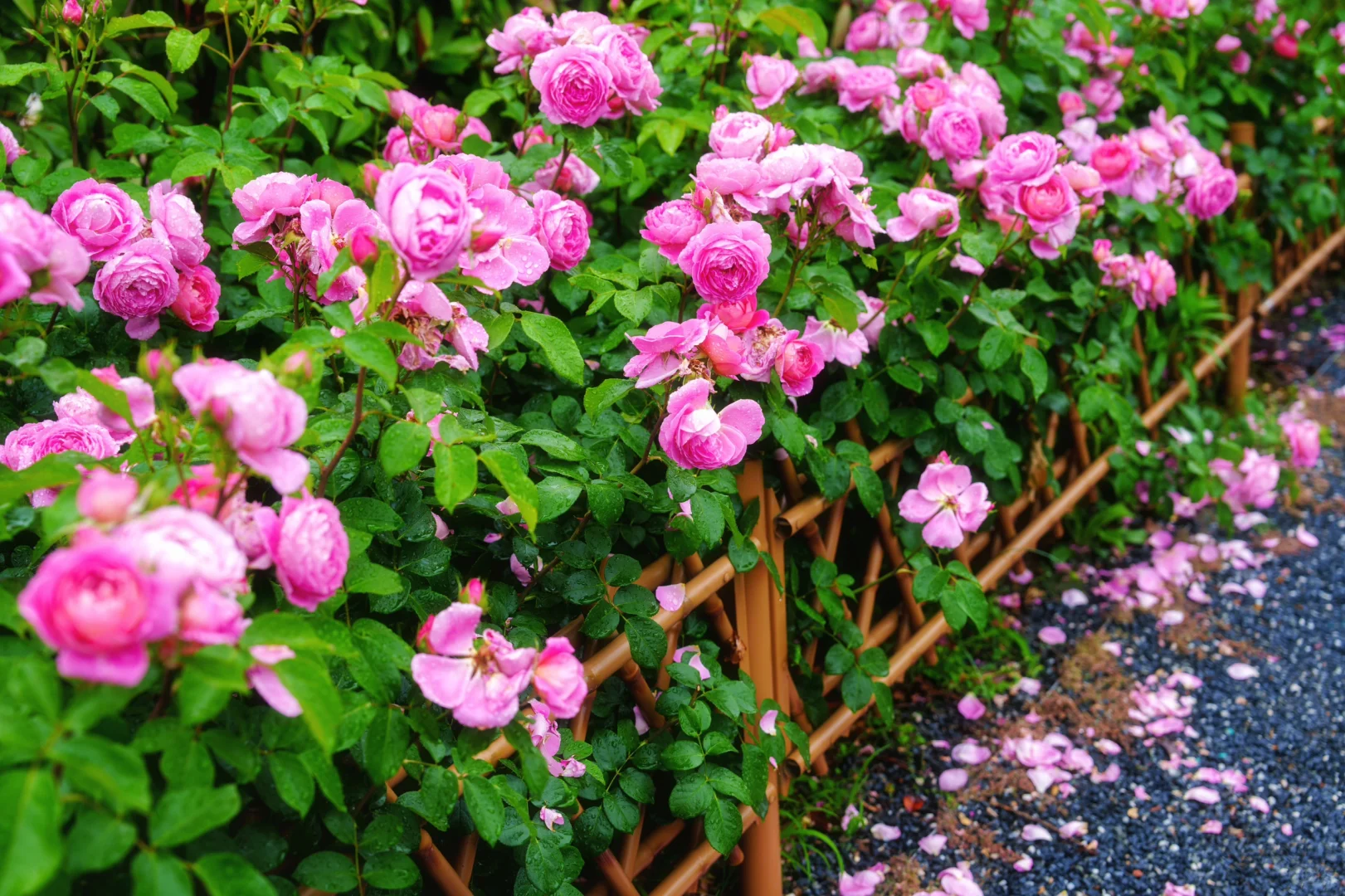 今天六点的沙湖公园