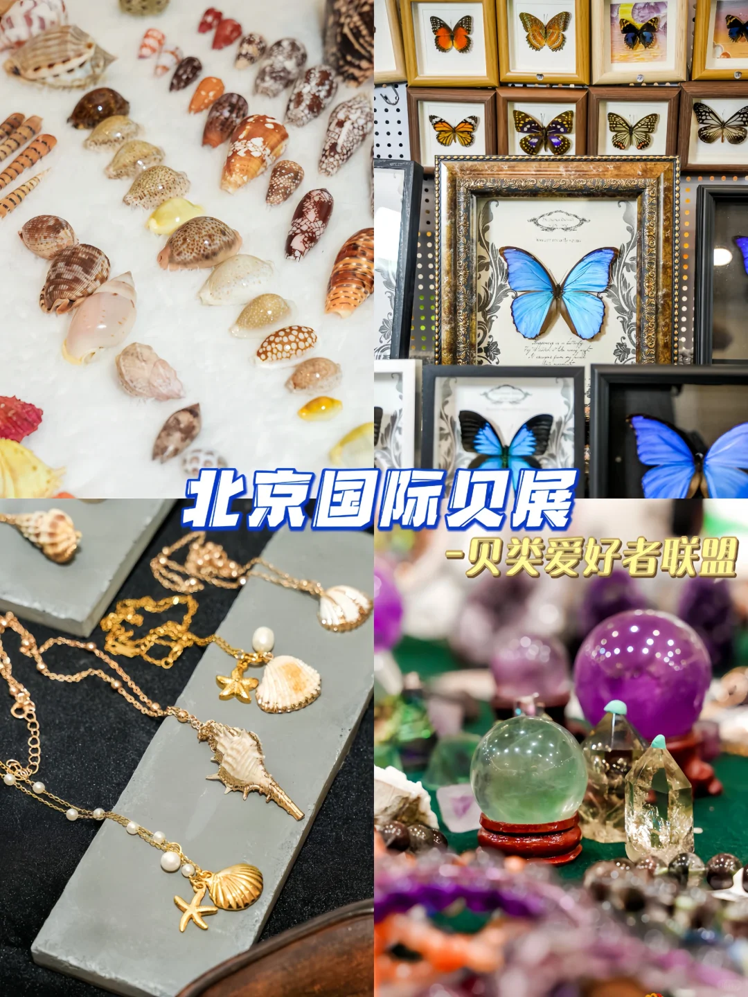 五一免费打卡❗北京国际贝展，贝壳迷狂喜