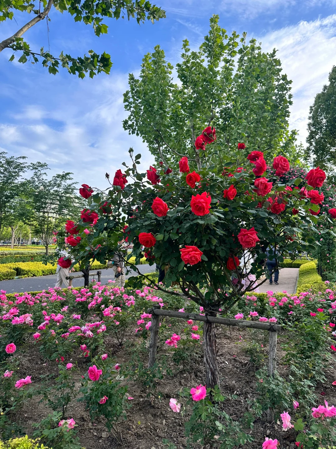 ?上海国际花展|前滩1.5公里花海???