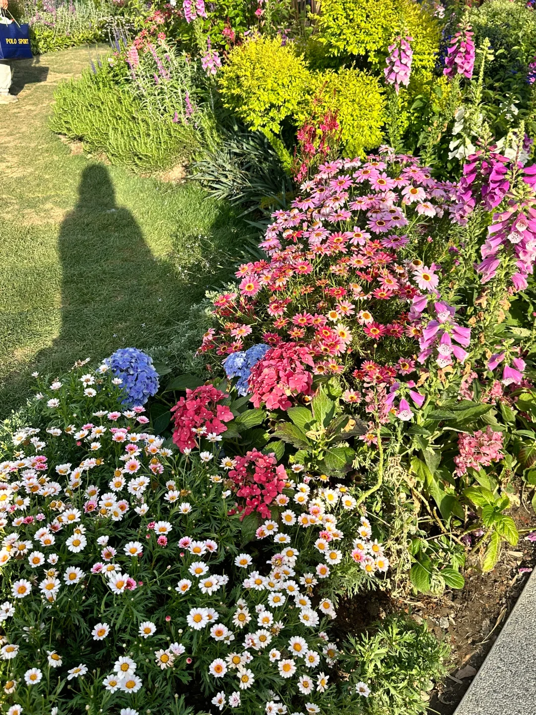 ?上海国际花展|前滩1.5公里花海???