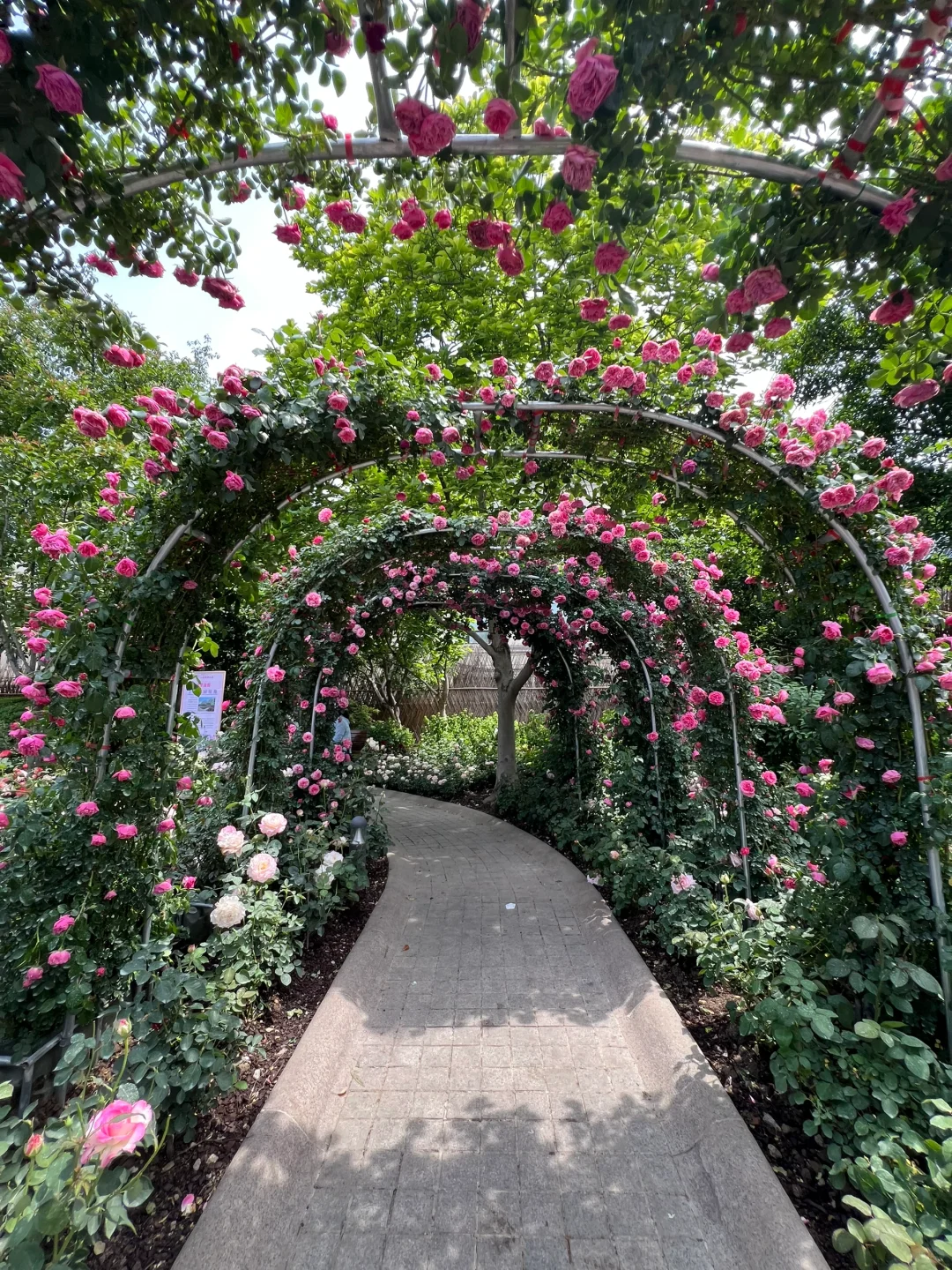 4.30估计五一有1w 人去的上海花展新路线！