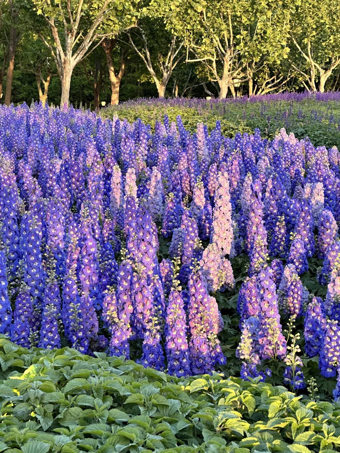 ?上海国际花展|前滩1.5公里花海???