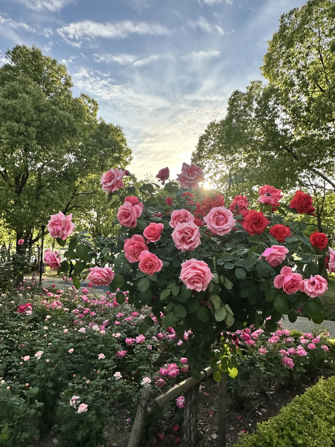 ?上海国际花展|前滩1.5公里花海???