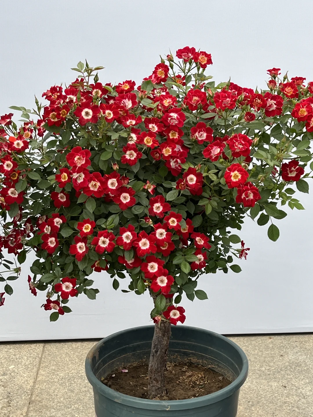 南阳第三届月季博览会邮戳?