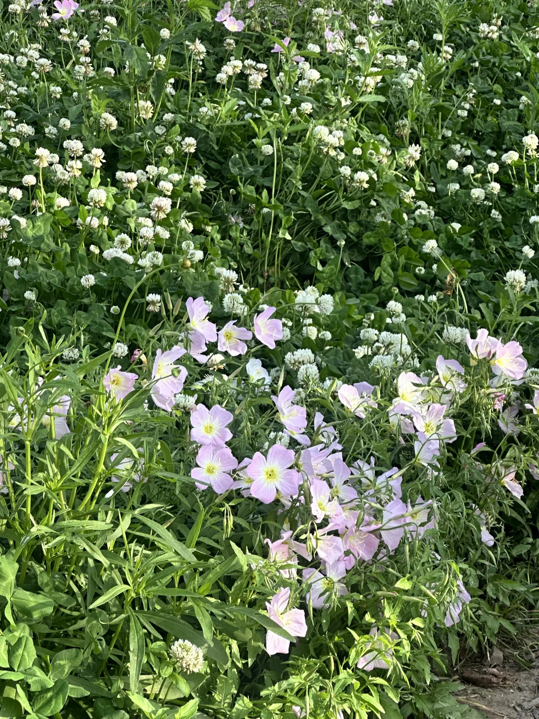 ?上海国际花展|前滩1.5公里花海???