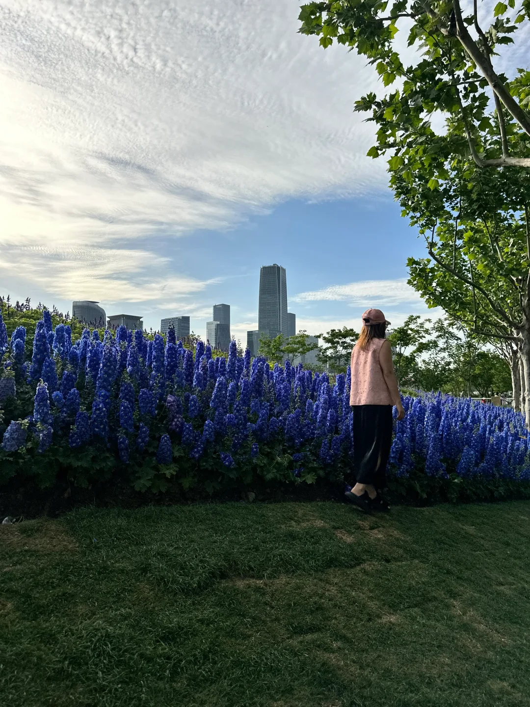 ?上海国际花展|前滩1.5公里花海???