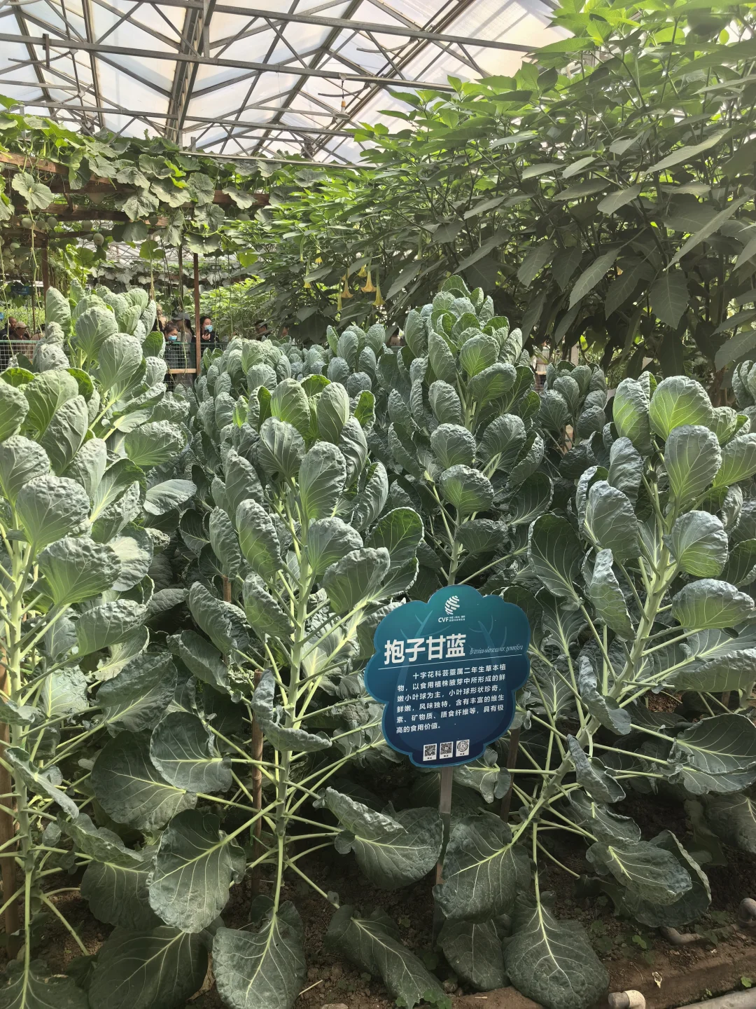 寿光蔬菜博览会值得半日游