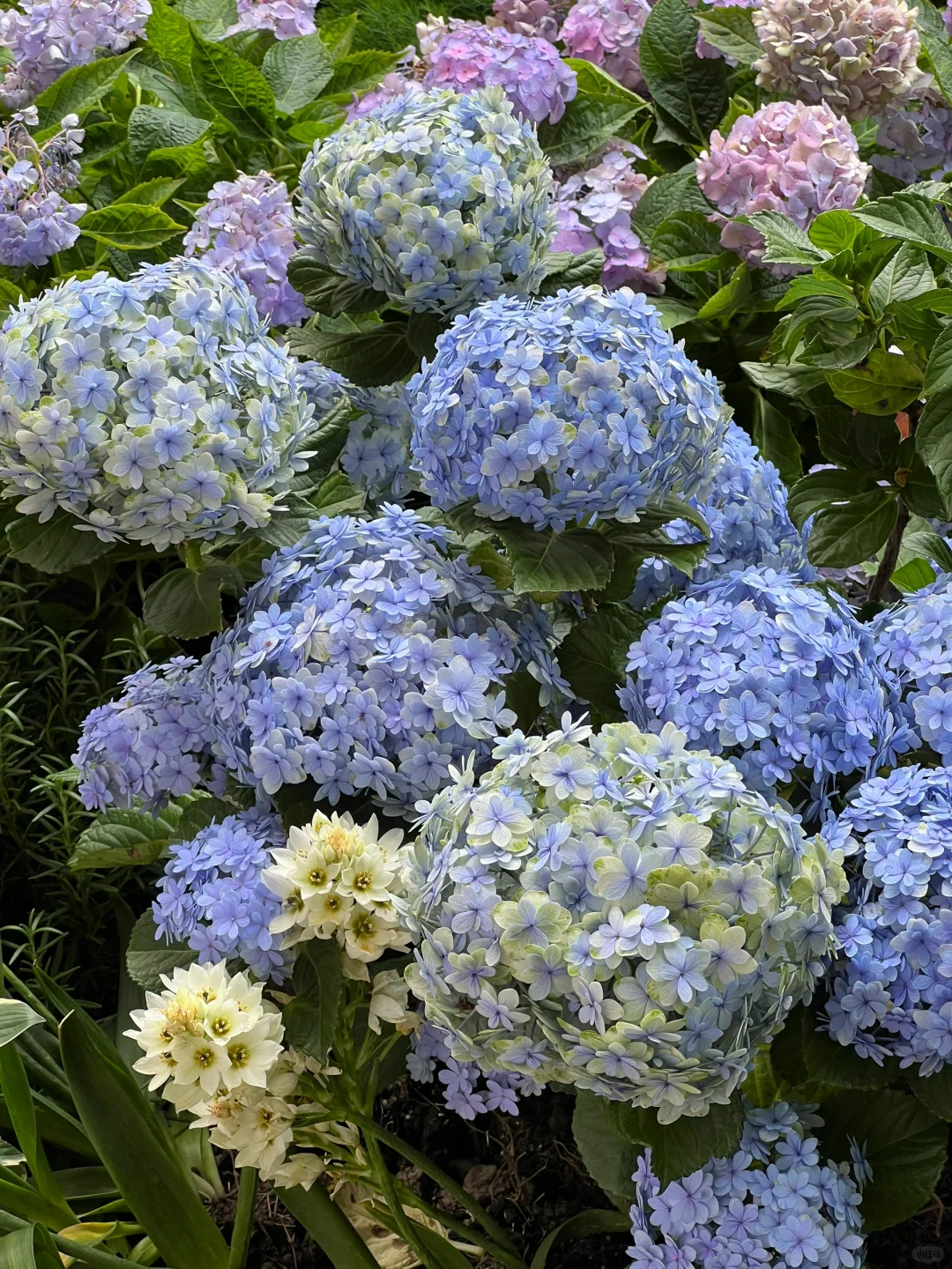 4.30估计五一有1w 人去的上海花展新路线！