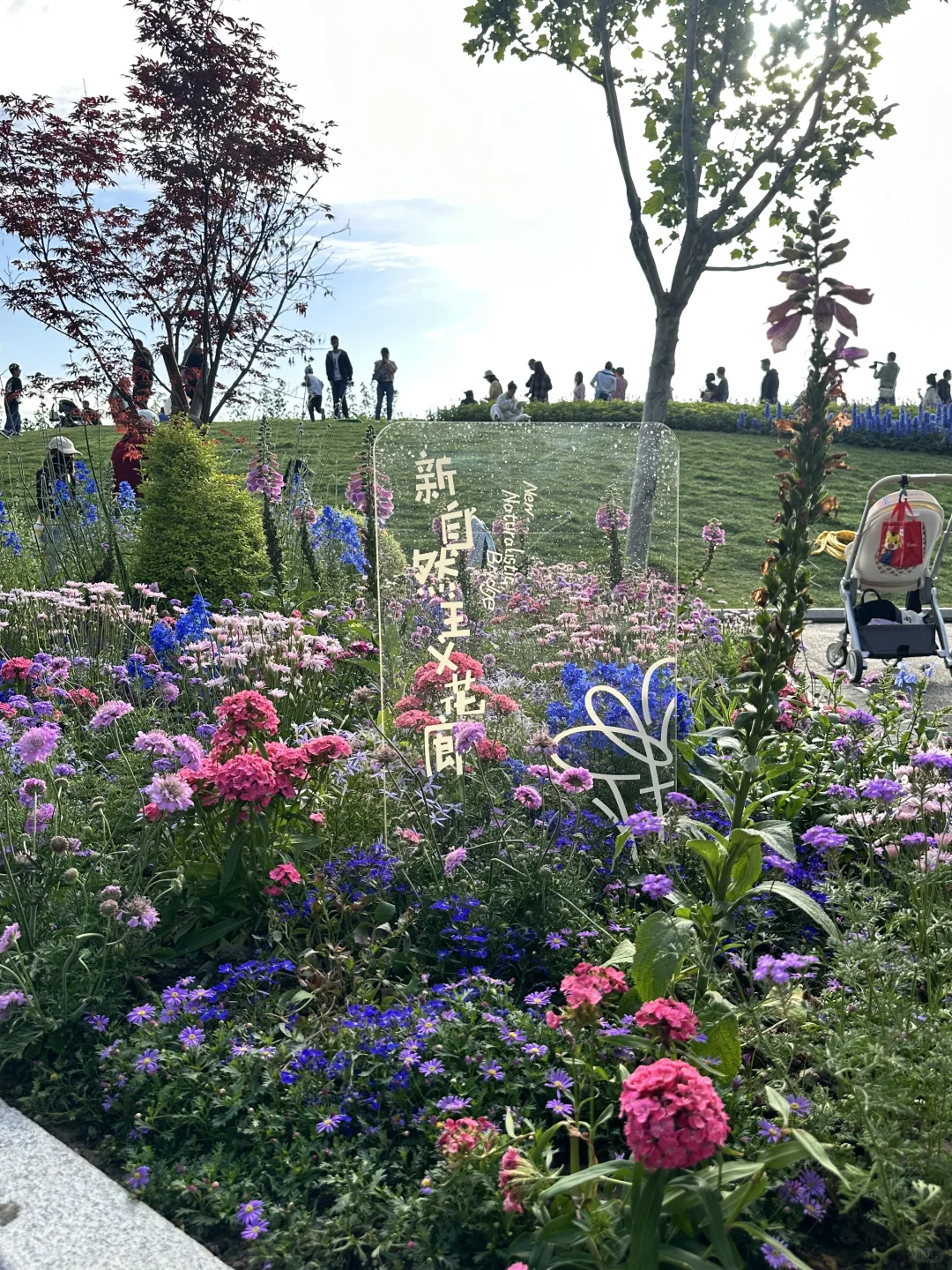 ?上海国际花展|前滩1.5公里花海???