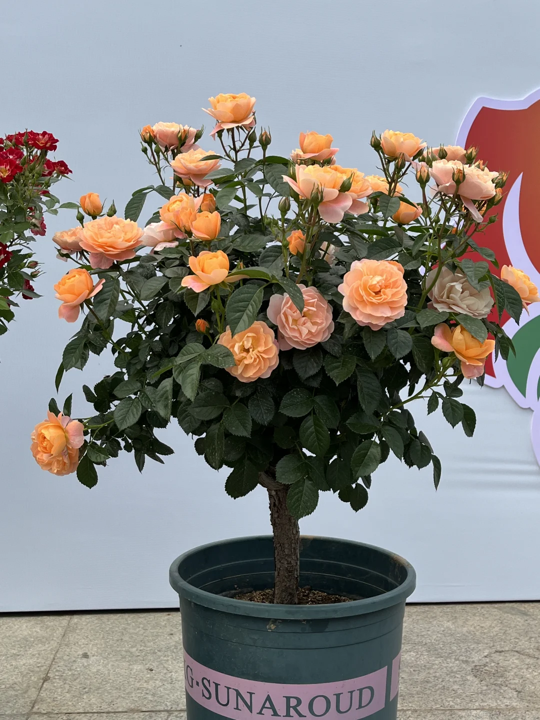 南阳第三届月季博览会邮戳?