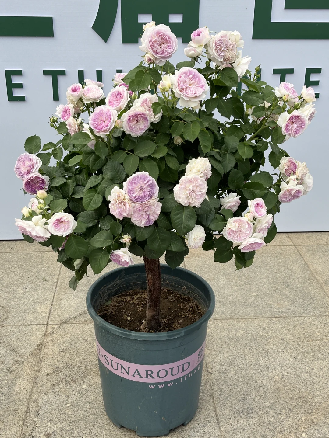 南阳第三届月季博览会邮戳?