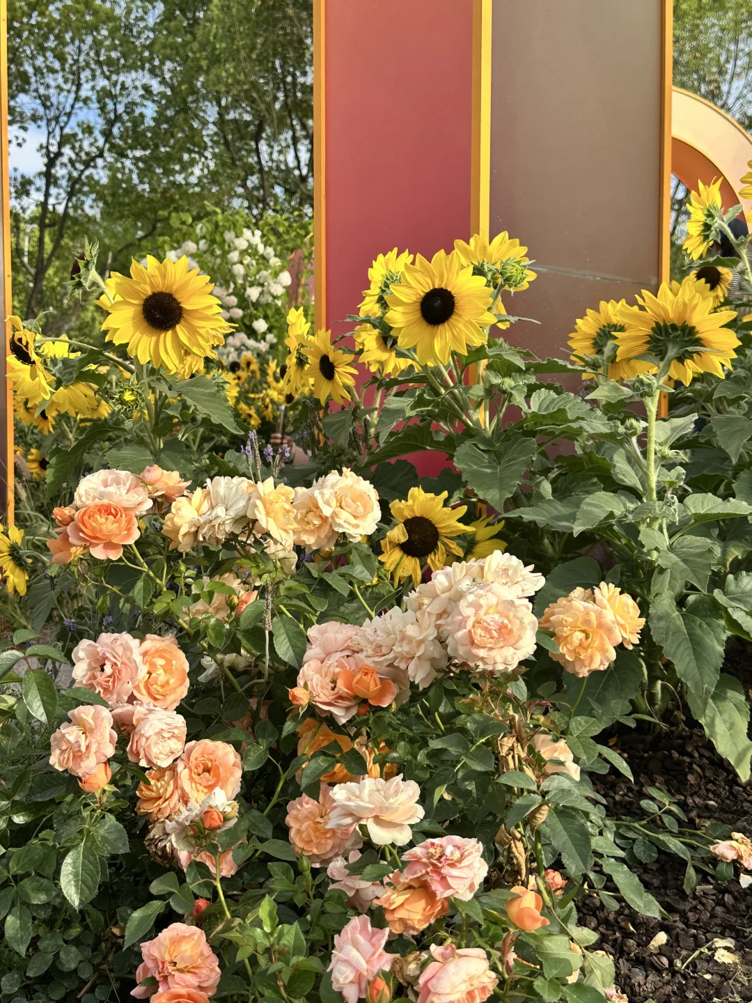 ?上海国际花展|前滩1.5公里花海???