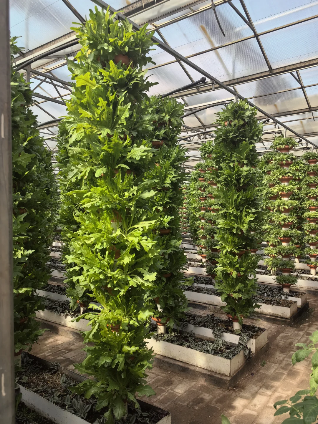 寿光蔬菜博览会值得半日游