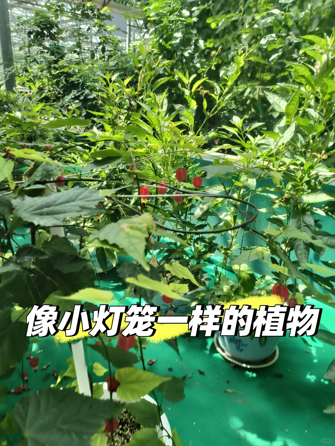寿光菜博会一日游