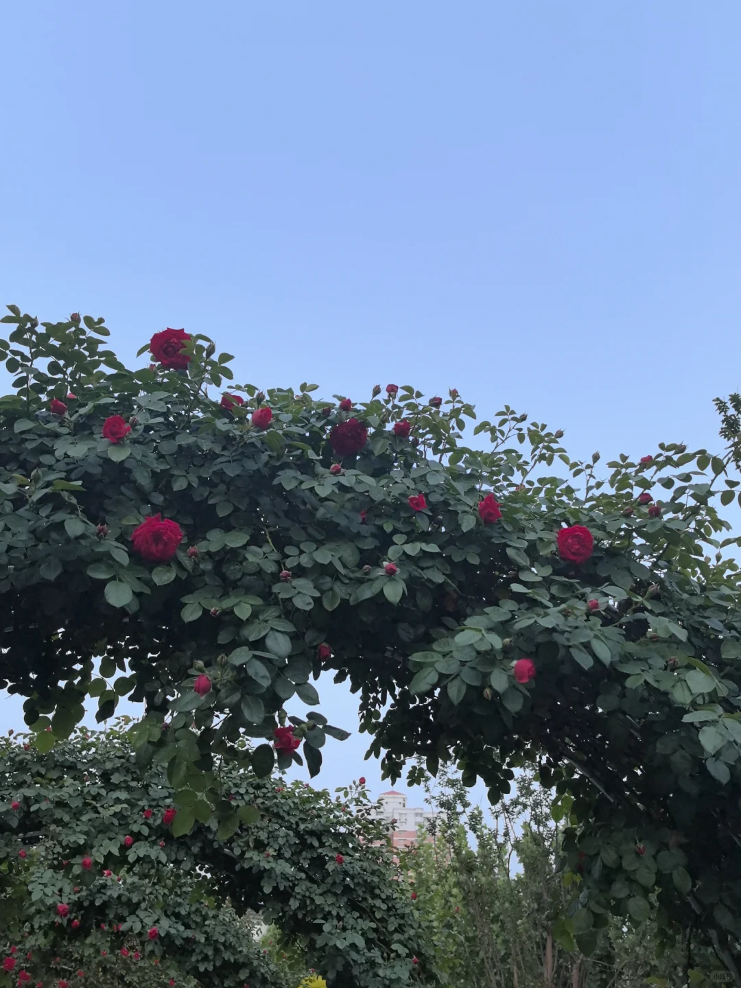 南阳五一怕挤不出游的可以去解放广场?‍