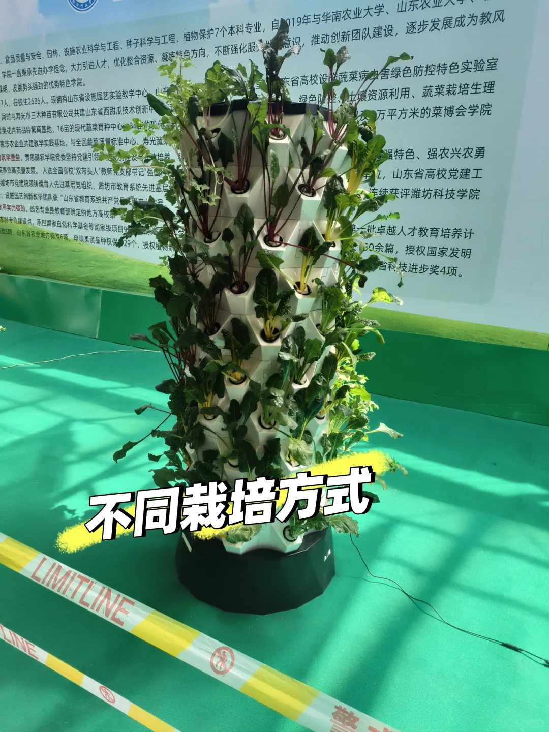 寿光菜博会一日游