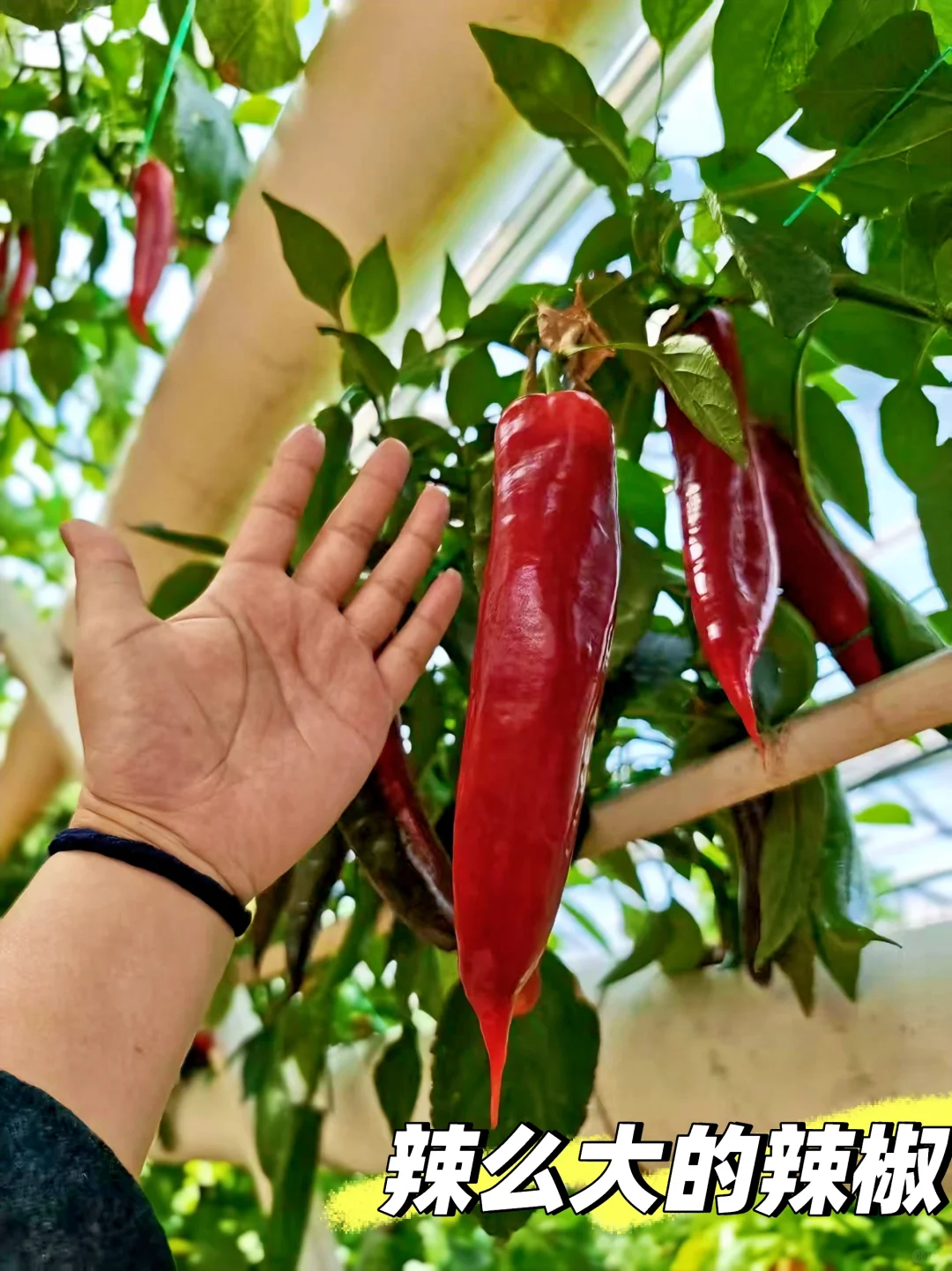 寿光菜博会一日游