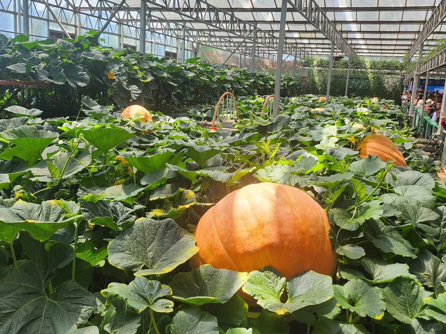 50元门票解锁农业黑科技-寿光蔬菜博览会