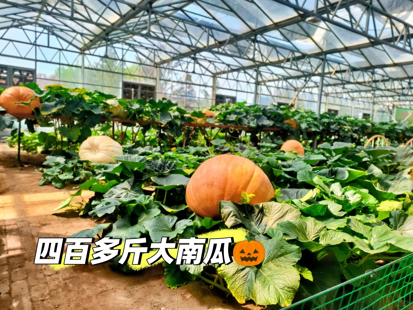 寿光菜博会一日游