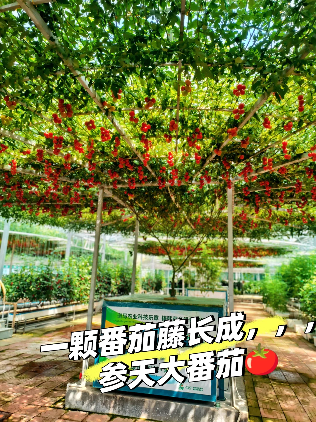 寿光菜博会一日游