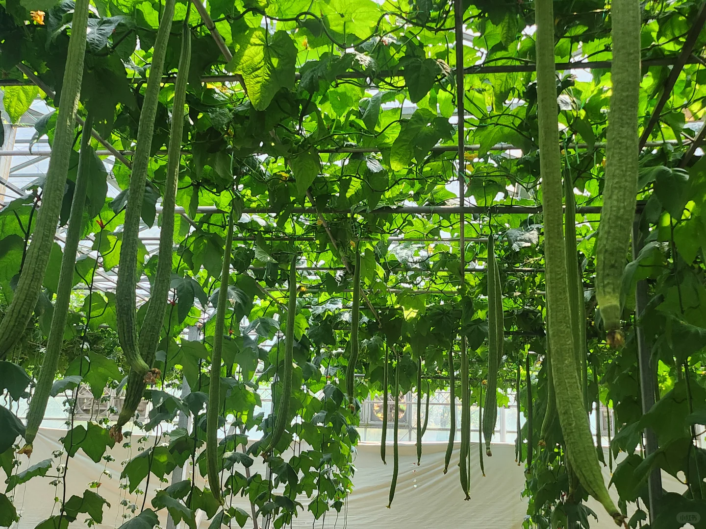 50元门票解锁农业黑科技-寿光蔬菜博览会