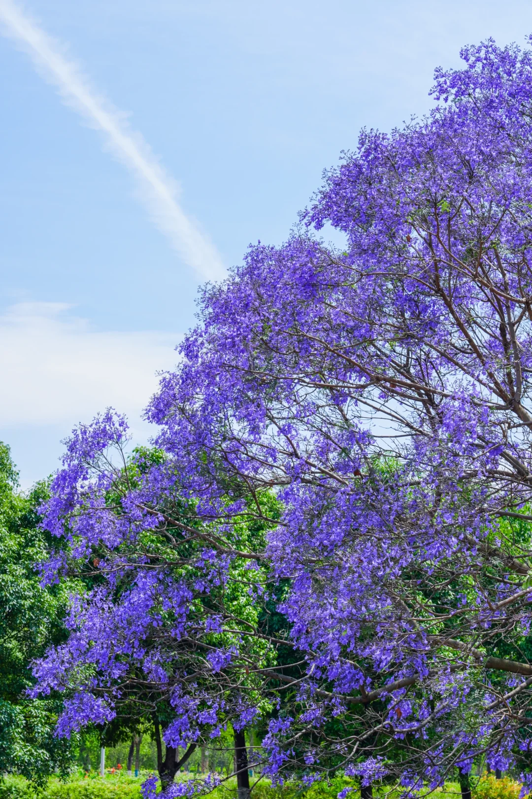 蓝花楹 我推荐滇池国际会展中心