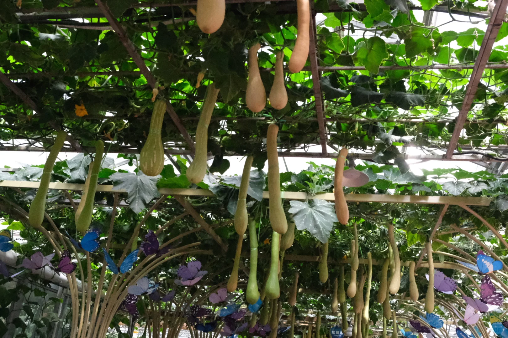 50元门票解锁农业黑科技-寿光蔬菜博览会