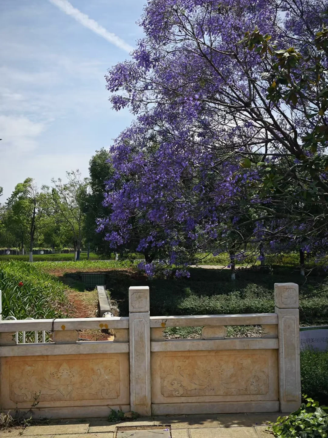蓝花楹 我推荐滇池国际会展中心