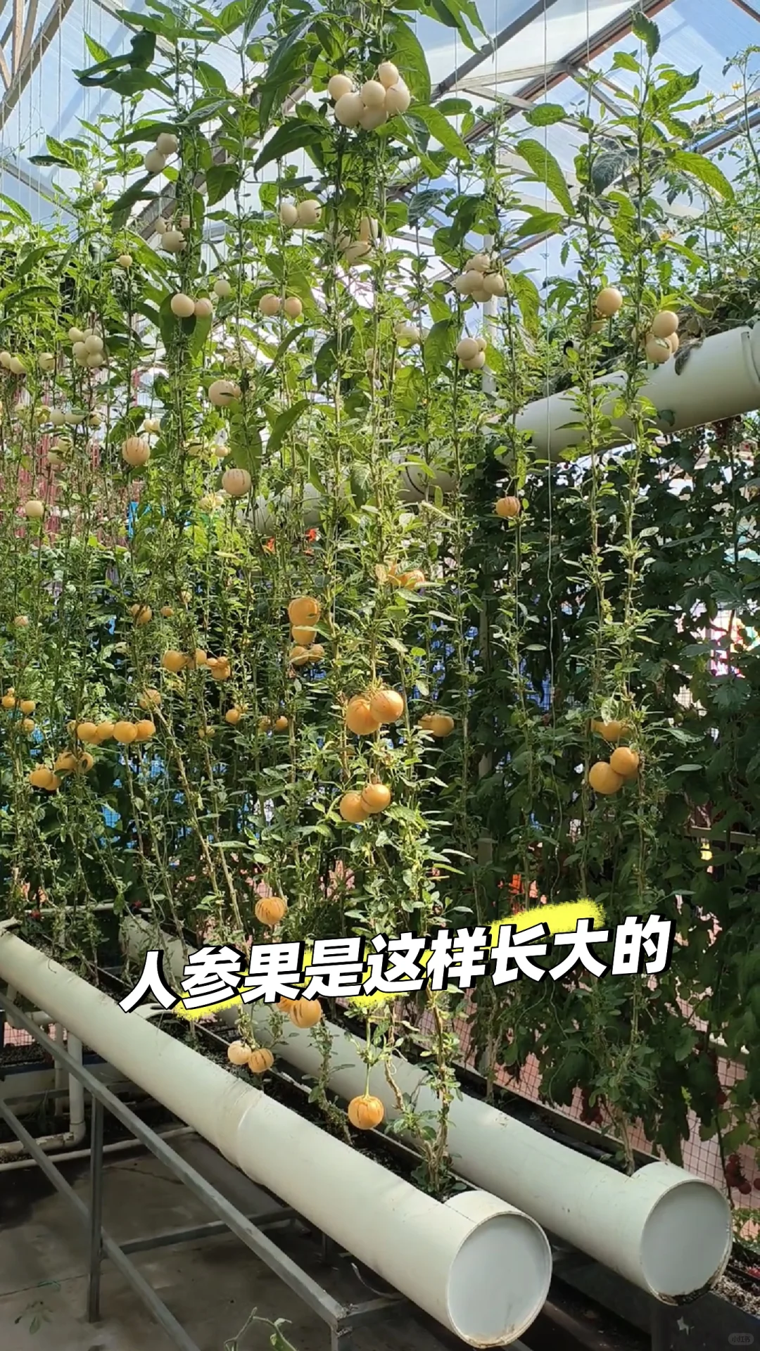 寿光菜博会一日游