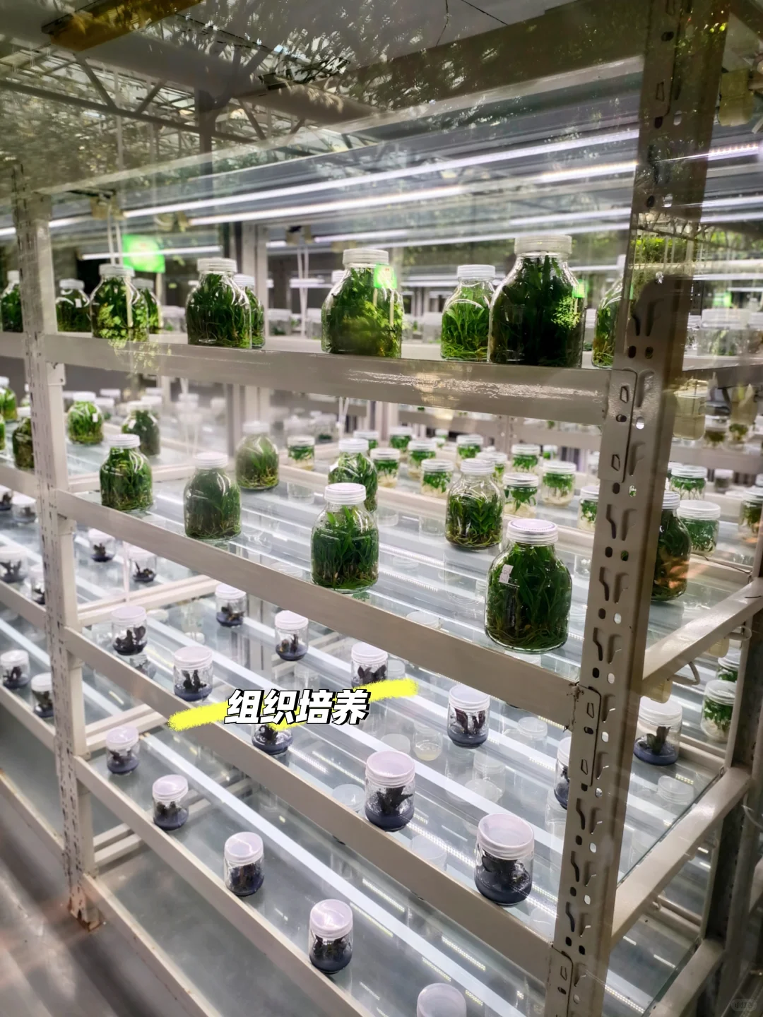 寿光菜博会一日游