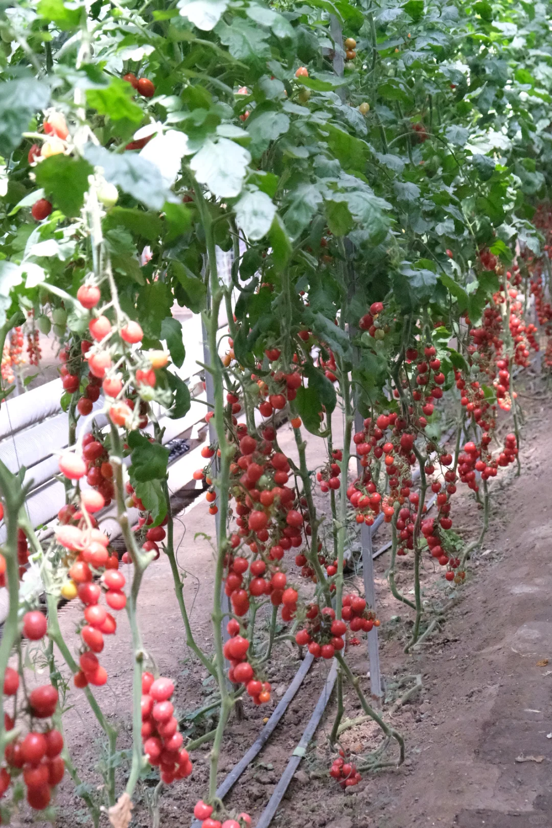 50元门票解锁农业黑科技-寿光蔬菜博览会