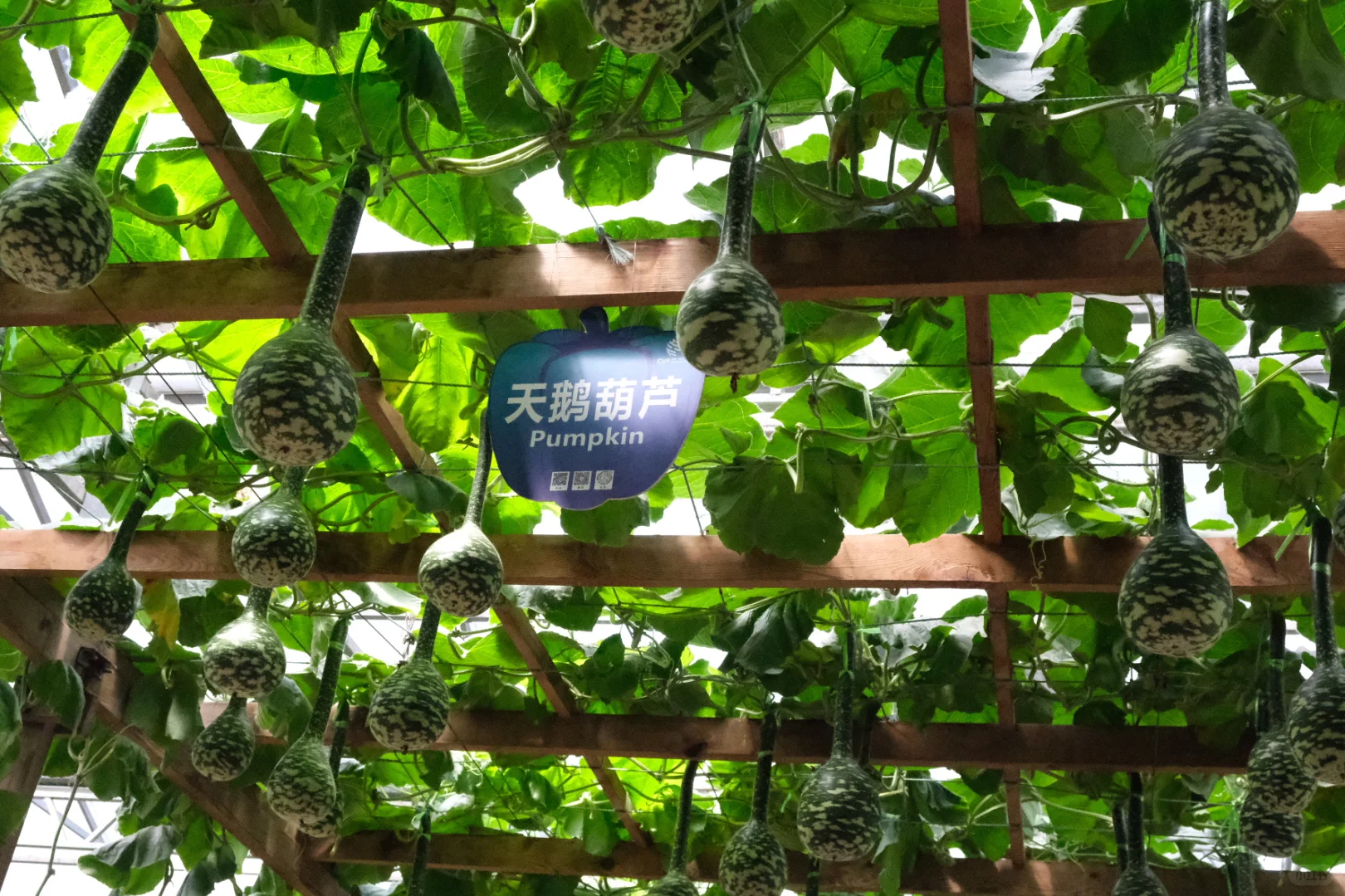 50元门票解锁农业黑科技-寿光蔬菜博览会