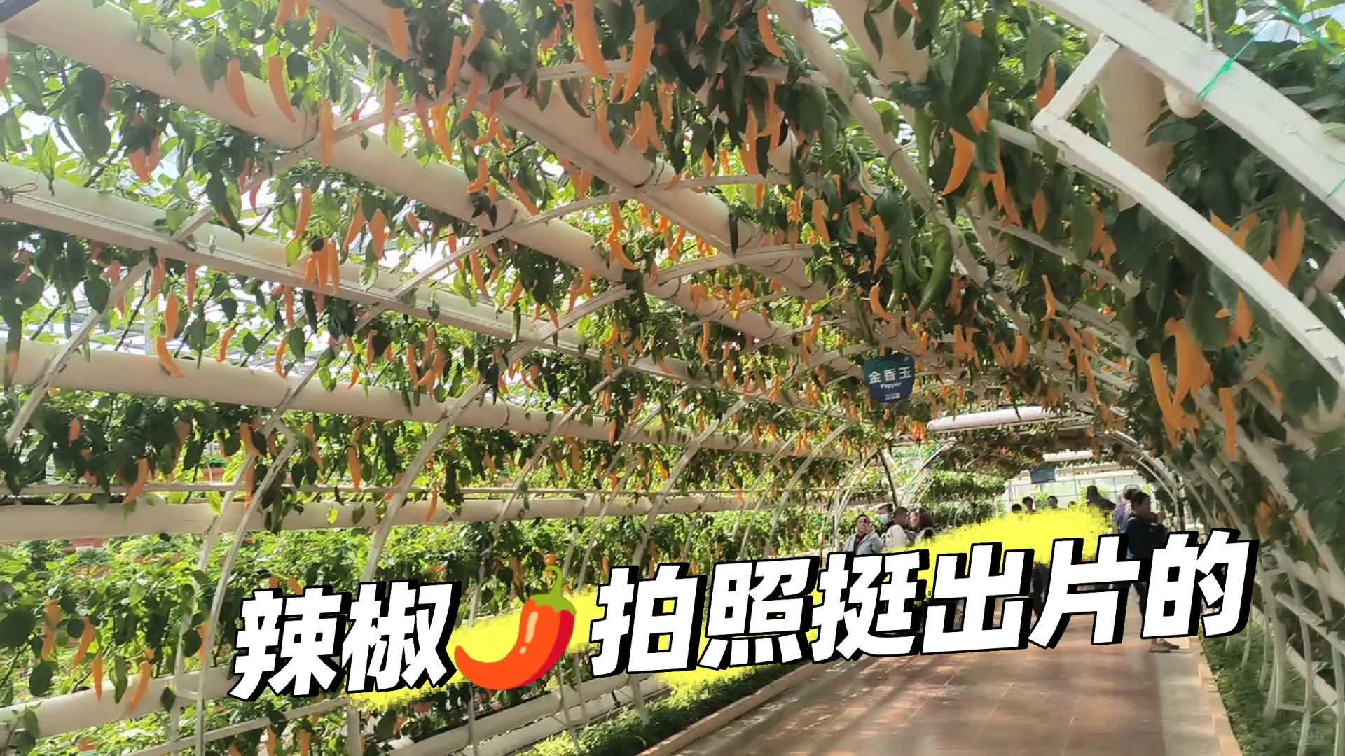 寿光菜博会一日游