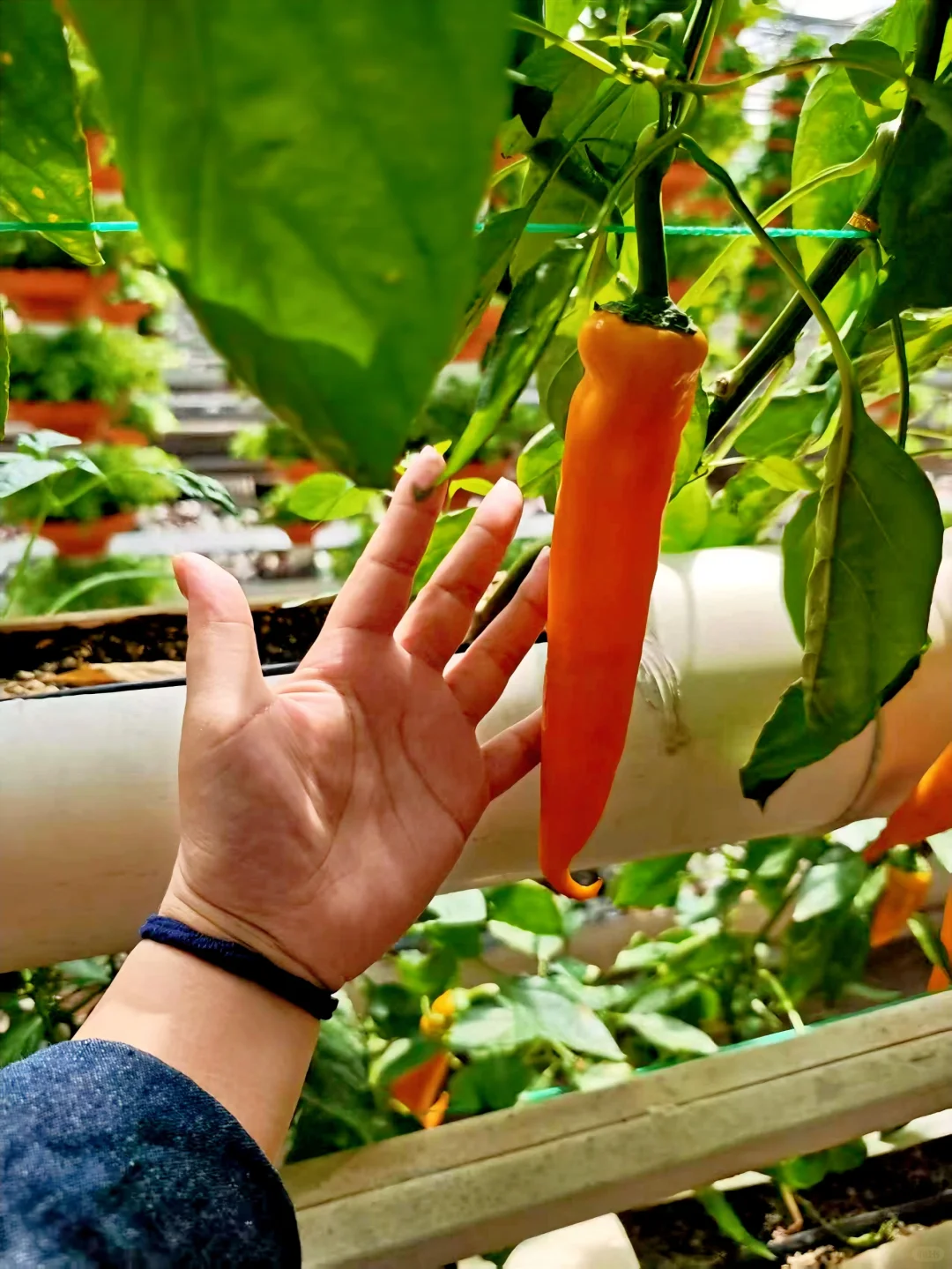 寿光菜博会一日游