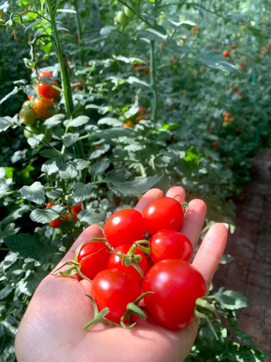打卡宇宙寿光菜博会 | 值得推荐