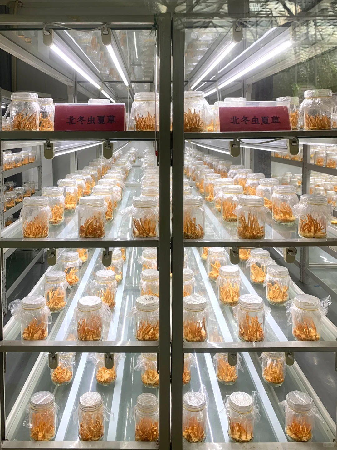 打卡宇宙寿光菜博会 | 值得推荐