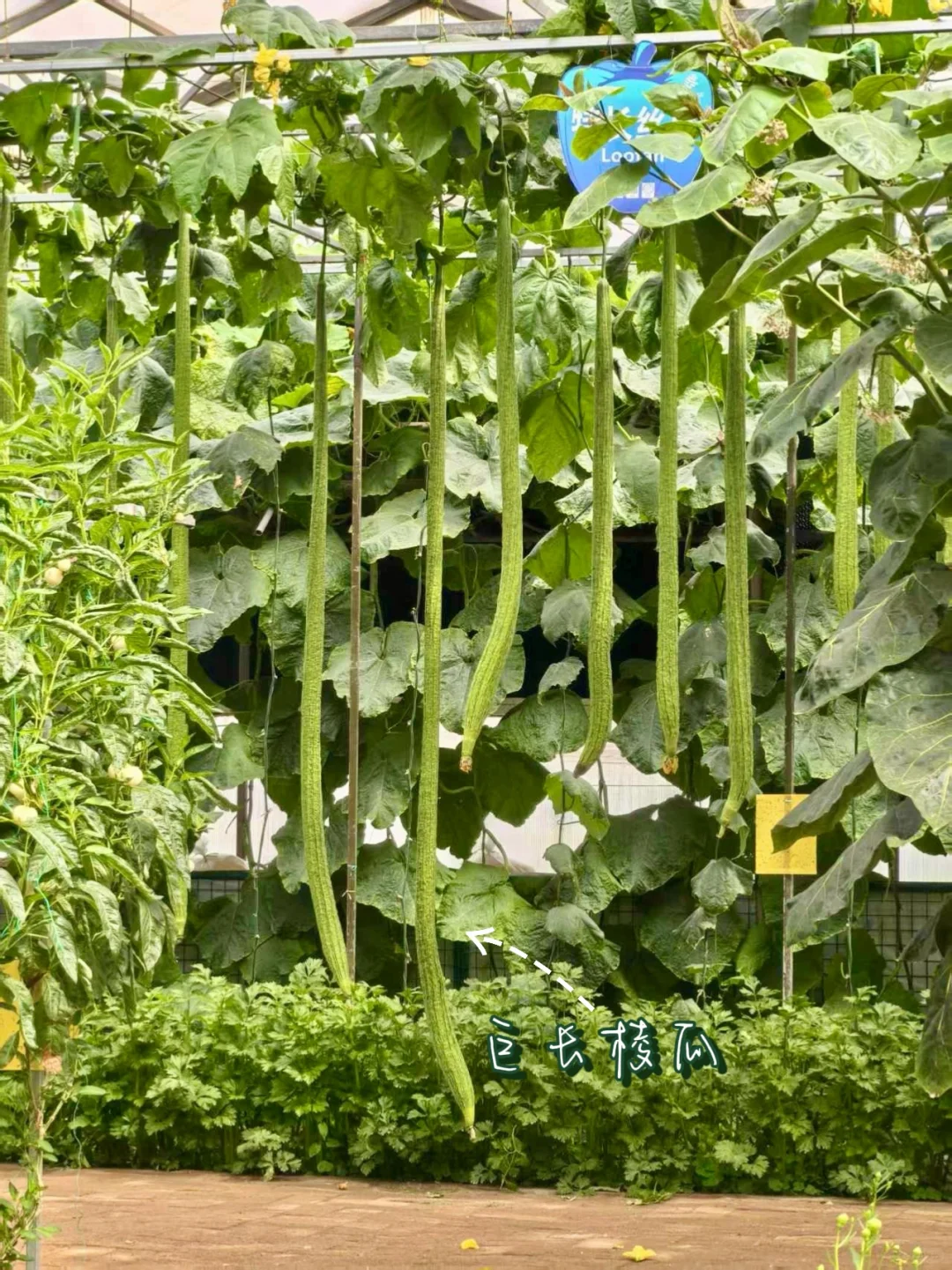 寿光!蔬菜博览会!!!?