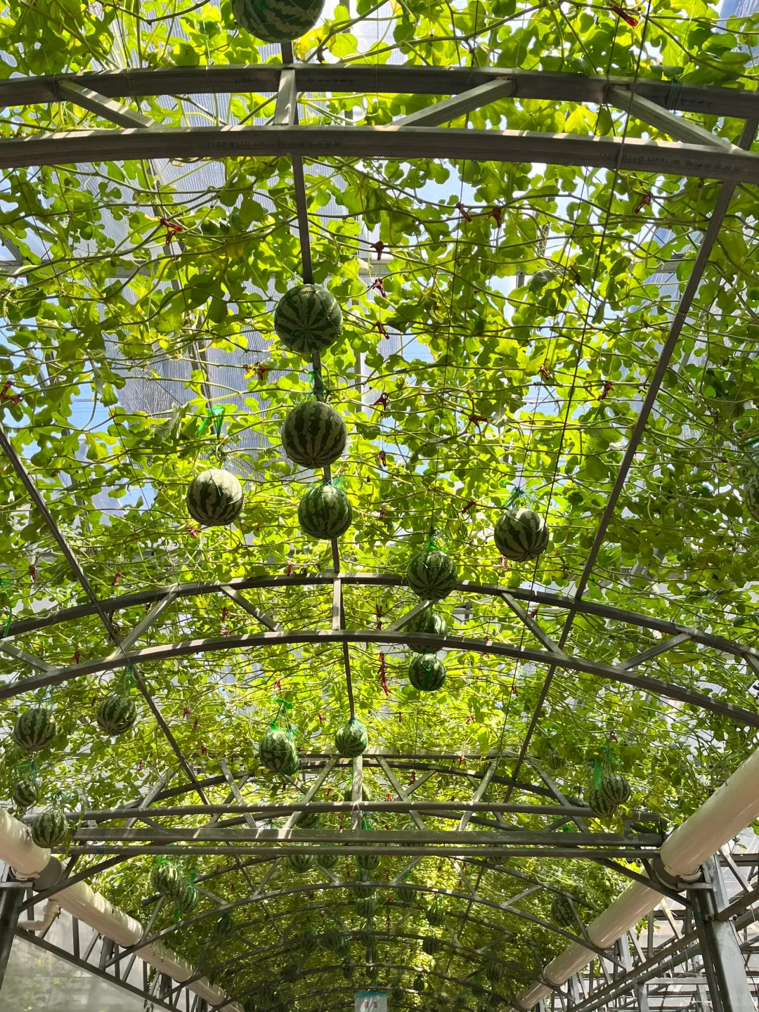 来寿光蔬菜博览会啦～