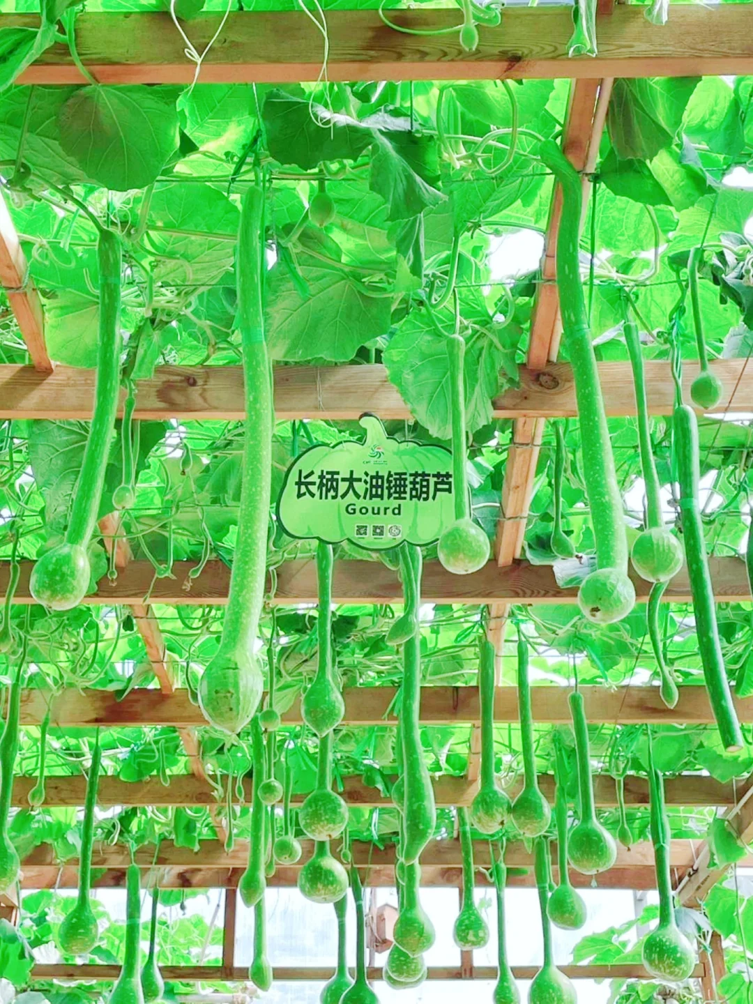 劳动节去哪？?寿光菜博会一日游攻略