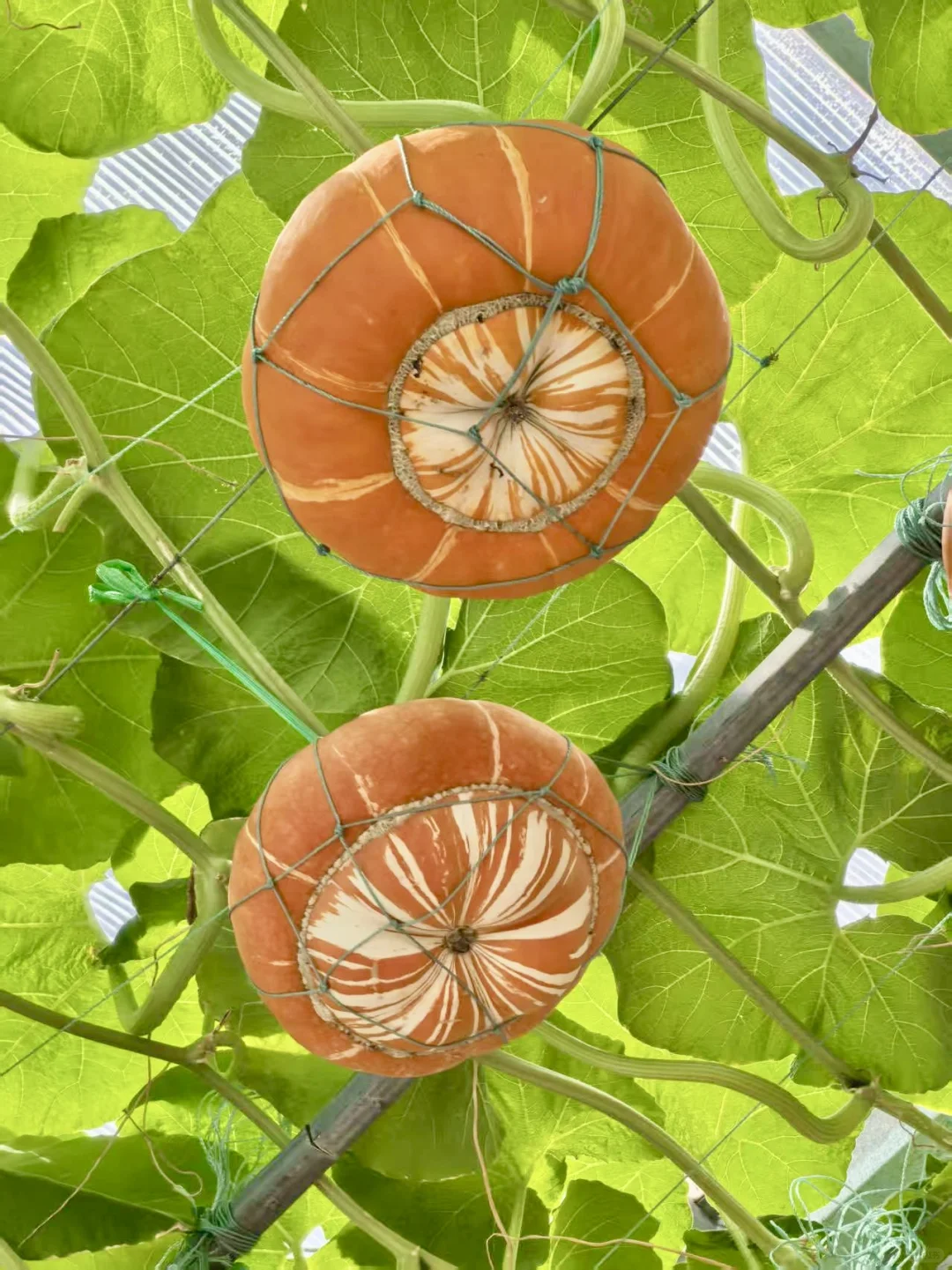 寿光!蔬菜博览会!!!?