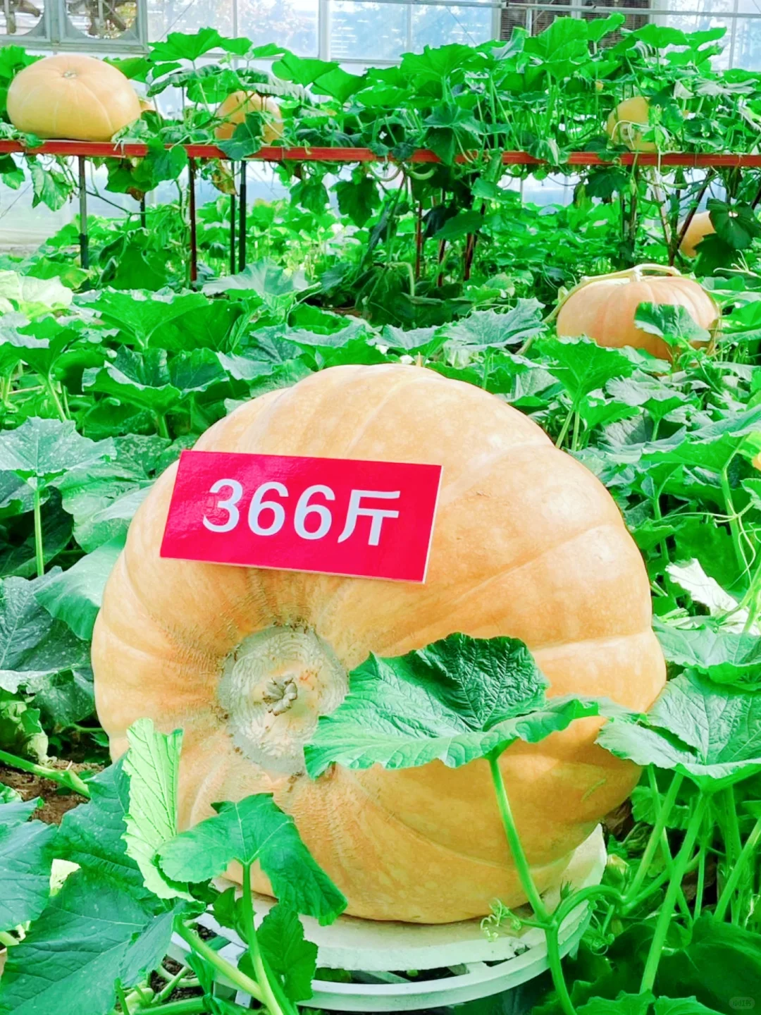 劳动节去哪？?寿光菜博会一日游攻略