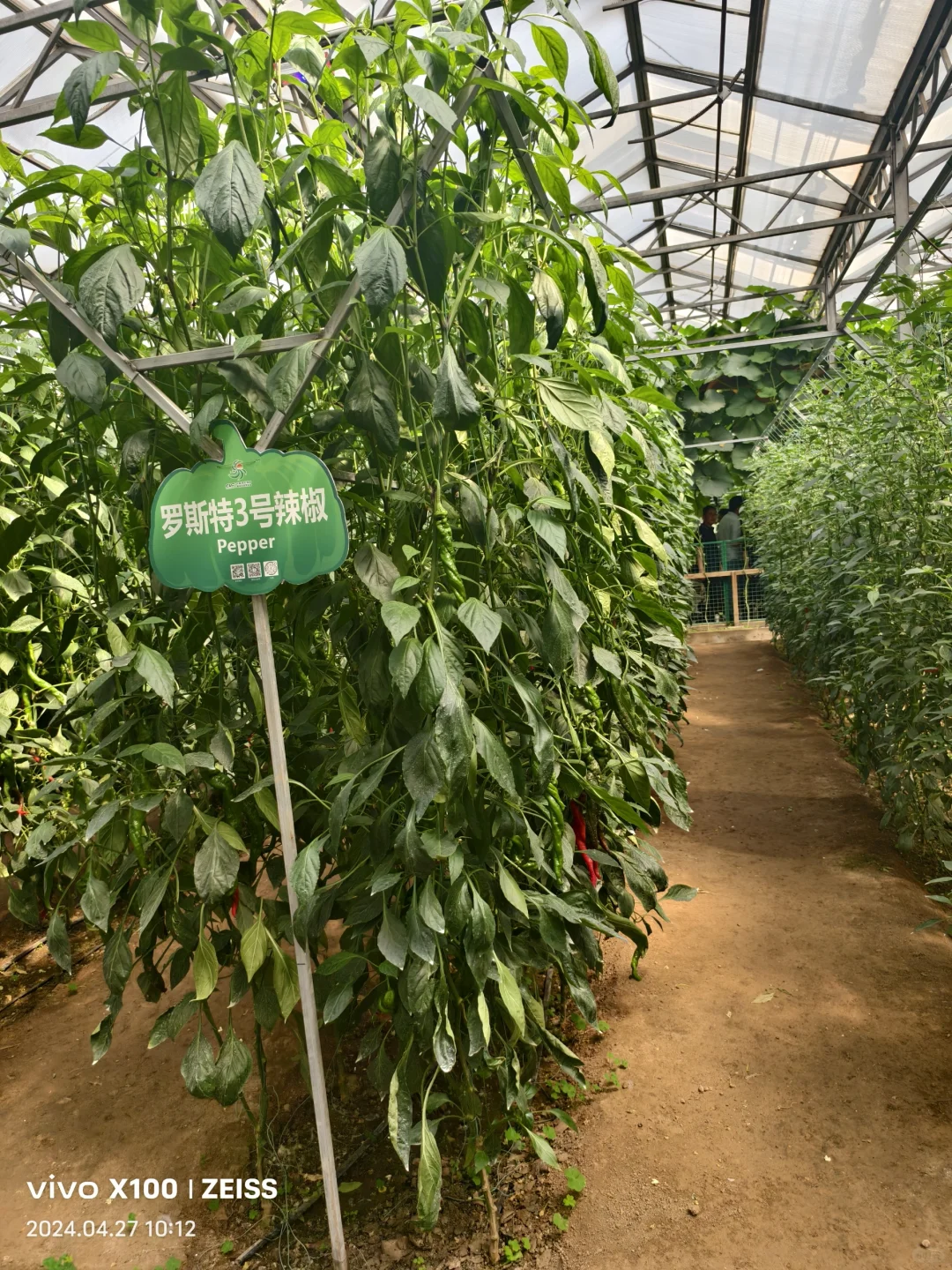 寿光第二十五届蔬菜科技博览会,大大的惊喜