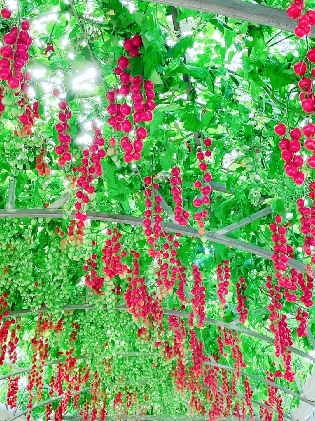 劳动节去哪？?寿光菜博会一日游攻略