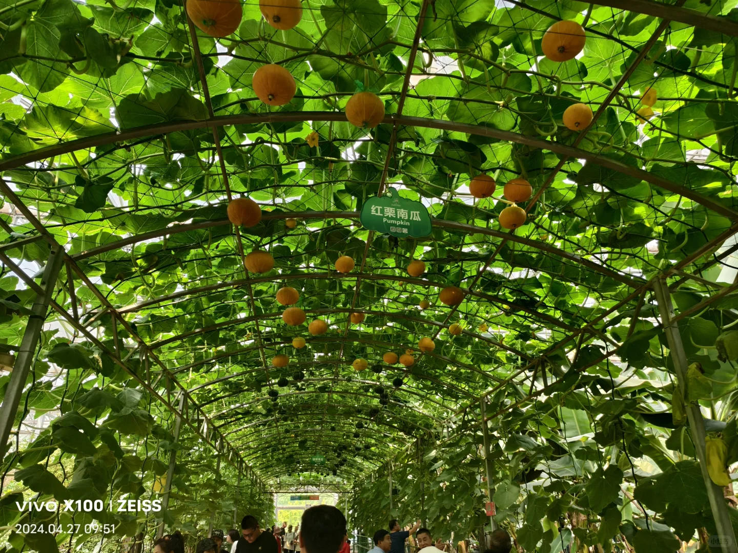 寿光第二十五届蔬菜科技博览会,大大的惊喜