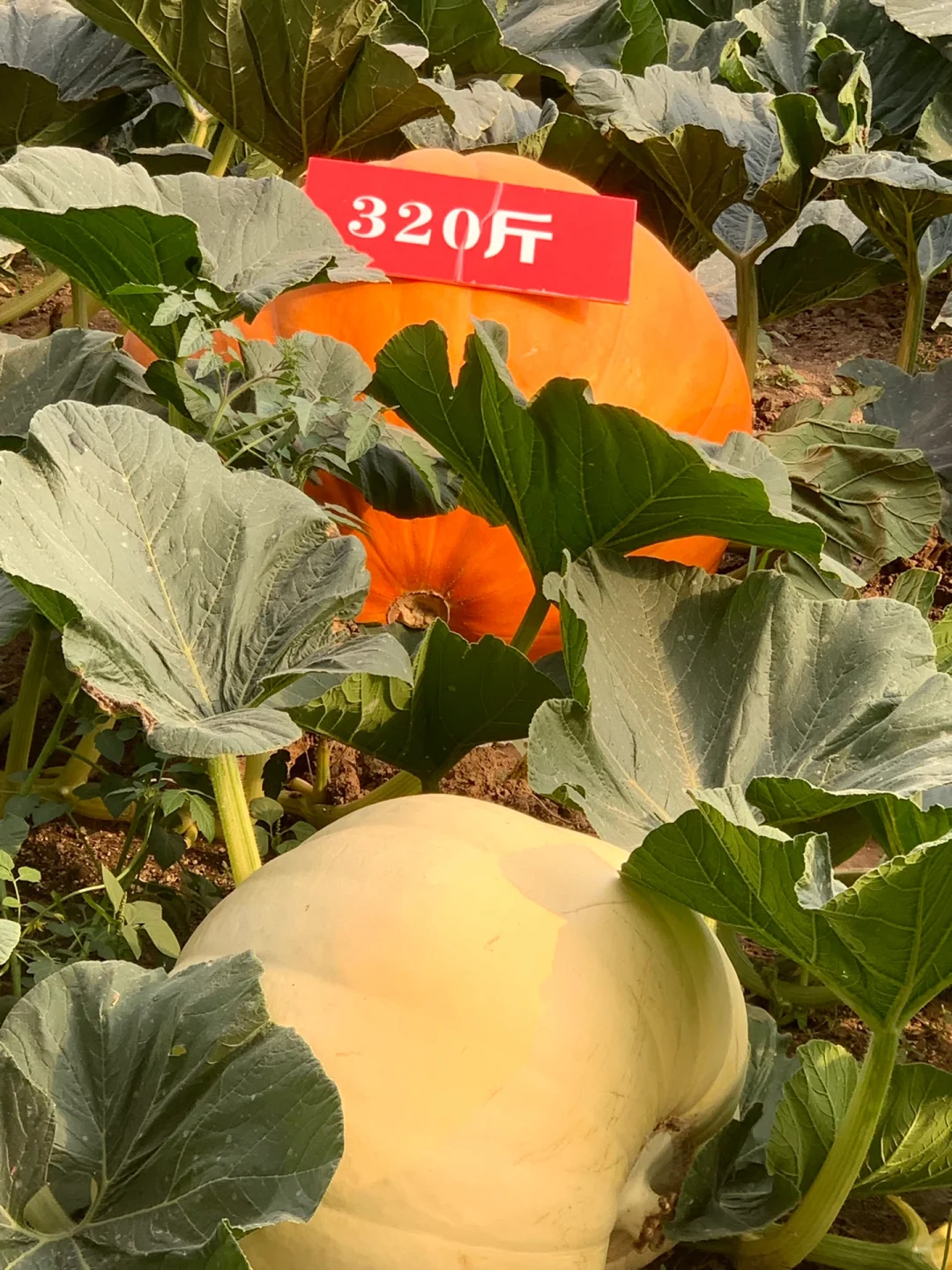 打卡宇宙寿光菜博会 | 值得推荐