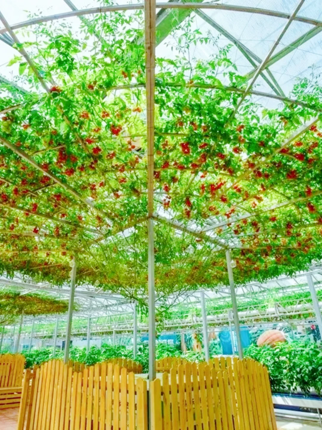 劳动节去哪？?寿光菜博会一日游攻略