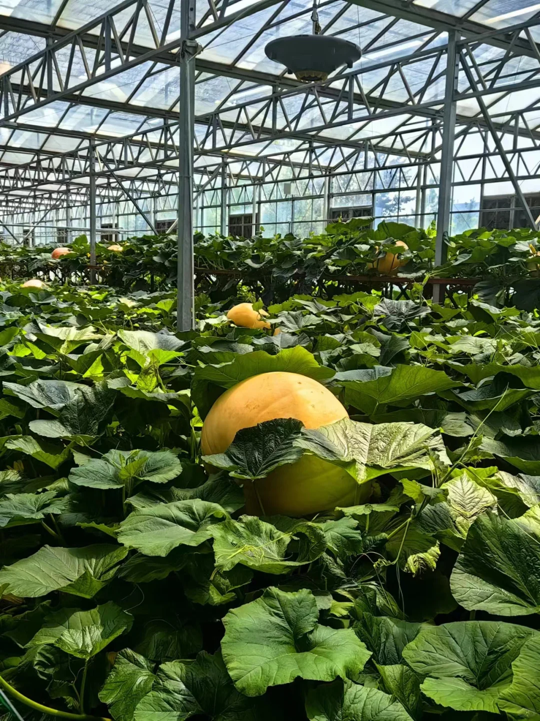 寿光第二十五届蔬菜科技博览会,大大的惊喜