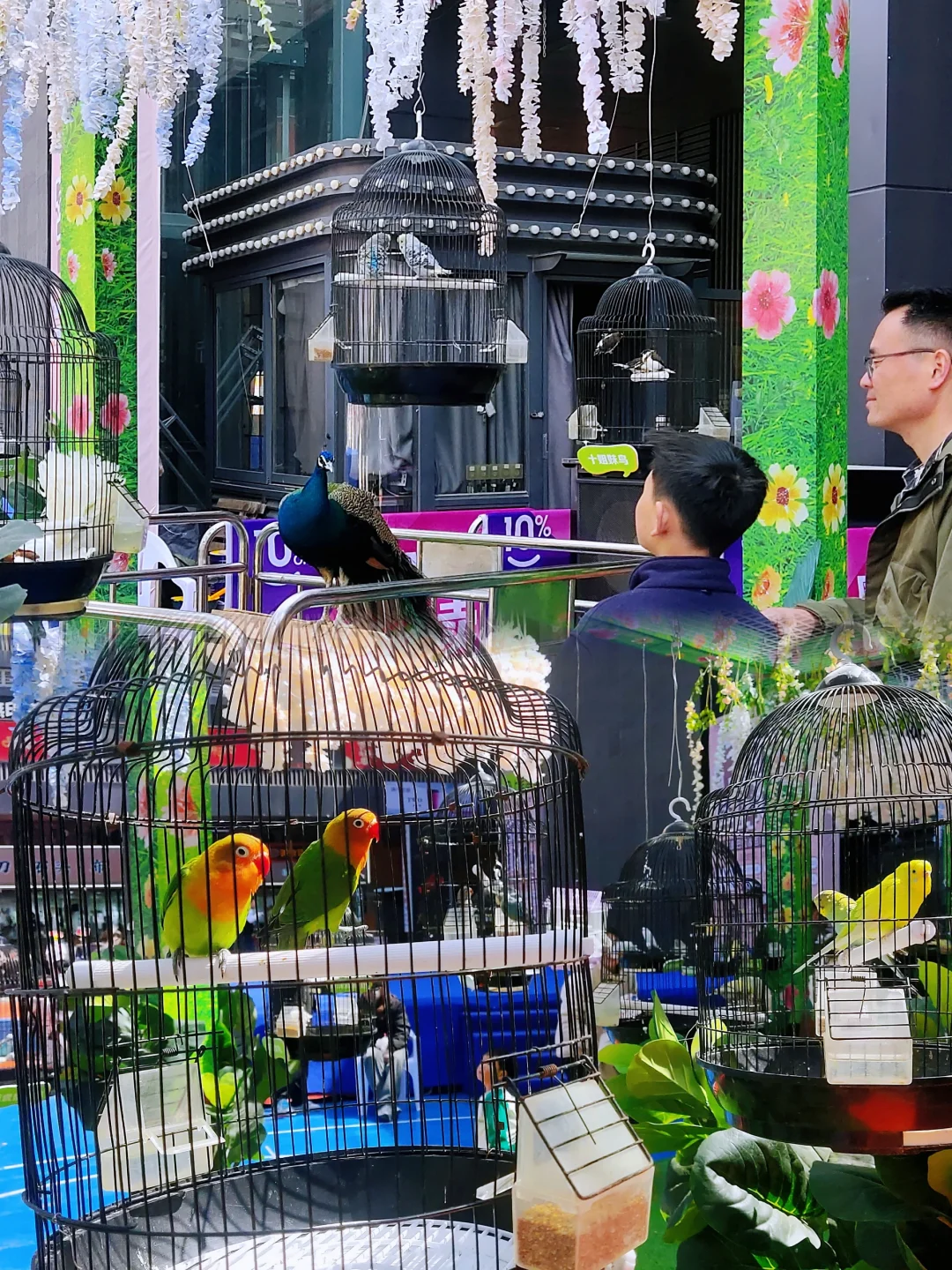 ?百鸟齐鸣贺盛世，?孔雀展翅启新章